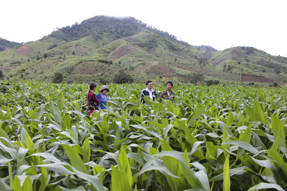 Canh dong ngo xanh muot chan nui. Anh: Phong Nha 