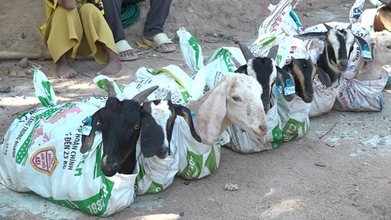 Cac de giong trao tang khoe manh, phu hop khi hau mien nui. Anh: Phong Nha 