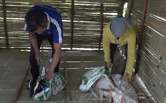 Nguoi dan vui mung nhan de giong sinh san duoc trao tang. Anh: Phong Nha 
