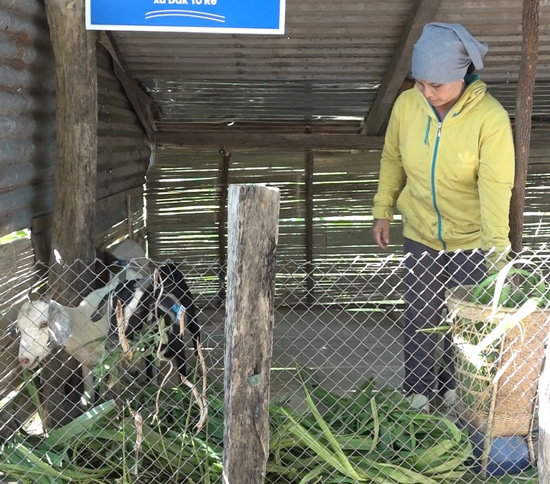 The breeding goat breeding project helps people in the mountainous areas of Kon Braih commune sustainably reduce poverty. Photo: Ngoc Linh
