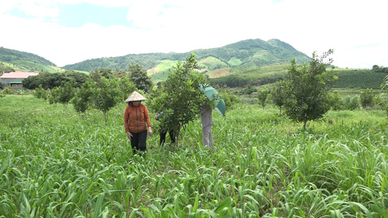 Dat dai mau mo, cay trong thich ung voi bien doi khi hau se giup nguoi dan vuon len trong lam an, phat trien kinh te. Anh: Ngoc Linh 
