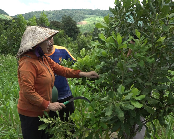 People innovate crops with higher economic value such as macadamia, durian... to sustainably reduce poverty. Photo: Ngoc Linh