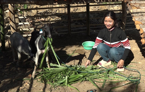 Nguoi phu nu o xa Kon Braih vui ve nhan de giong sinh san. Anh: Ngoc Linh 