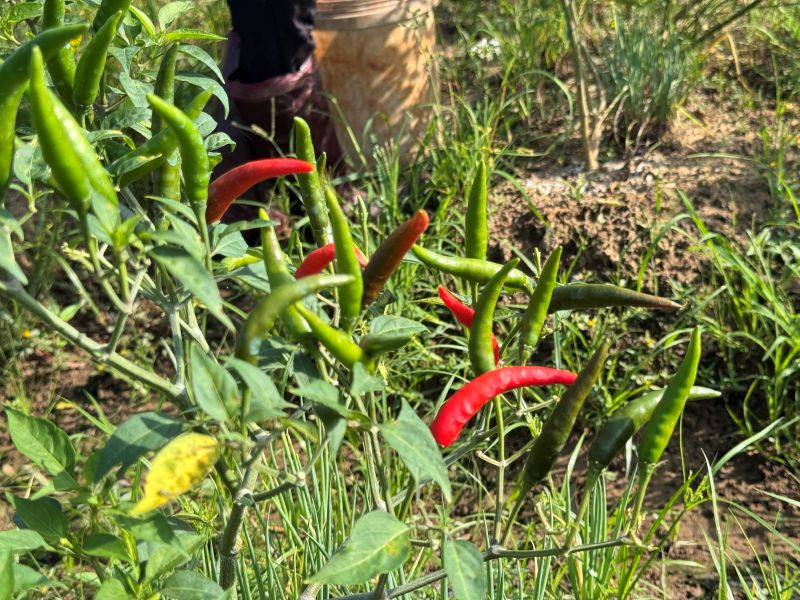 Vuon ot bi giam nang suat do anh huong thoi tiet. Anh: Phuong Anh