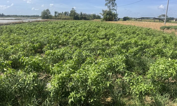 Ngoc To 면(껀터시) 농부들의 고추밭은 정원 가격이 높은데도 수확할 수 없습니다. 사진: Phuong Anh