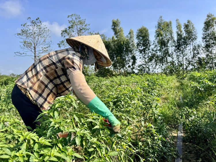 Anh huong cua thoi tiet nen san luong ot cua nhieu nong dan o phuong My Xuyen (TP Can Tho) khong cao nhu cac vu truoc do. Anh: Phuong Anh