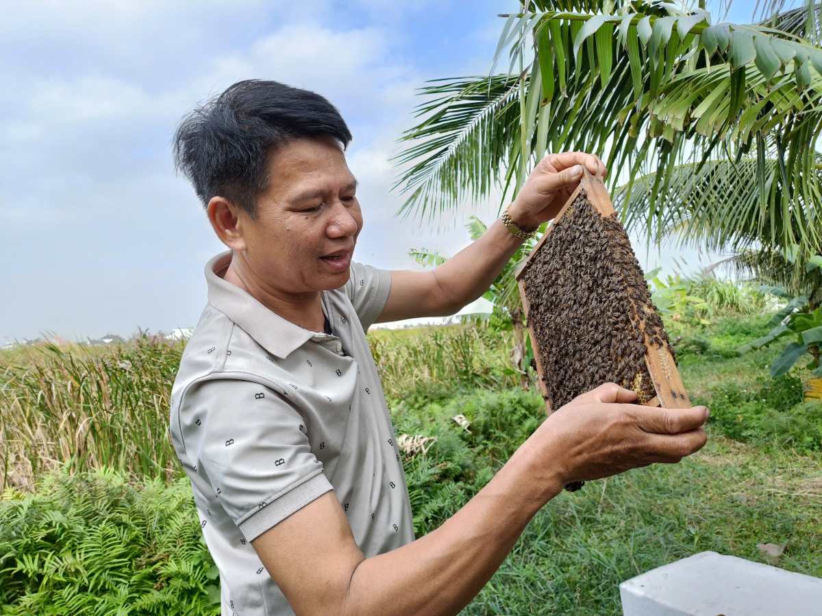 Mr. Dang Thanh Tung - Ward benefactor of Tung Haeng cooperative, Hai Phong proposed a model of male and female beekeeping. Photo: Mai Dung