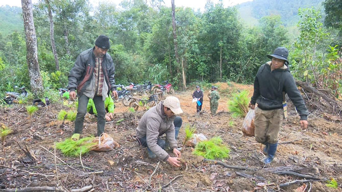 People in Mang Den commune plant forests to protect the ecosystem and climate. Photo: Thang Pham