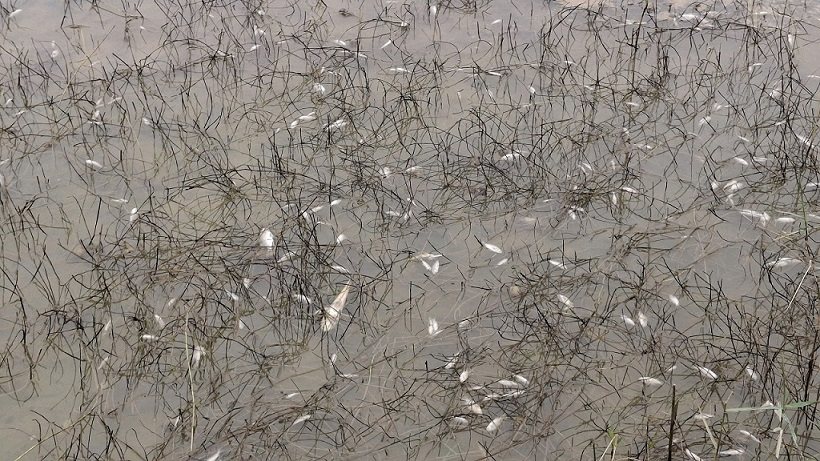 Ca chet la liet do dau tran. Anh: Vien Nguyen