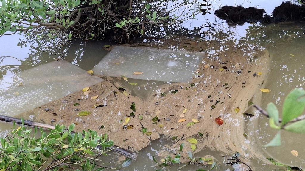 Cac vet dau loang phat tan tren dien rong. Anh: Vien Nguyen