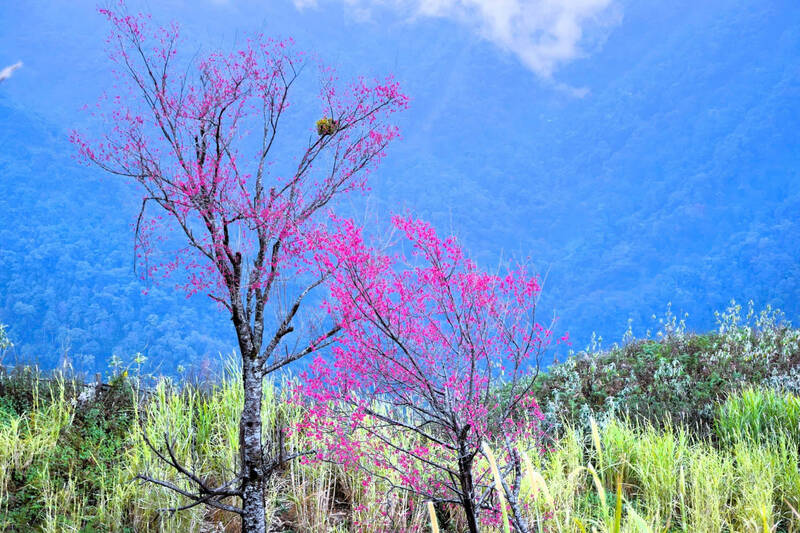 Hoa dao rung duoc dong bao H'Mong goi la “pang to day”. Anh: Nhat Minh