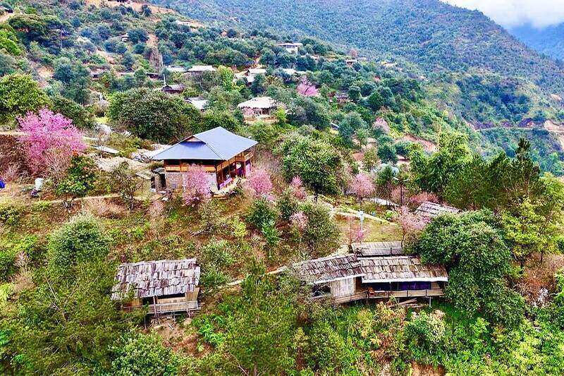 Eucommia flowers bloom profusely on the mountains and forests of Nam Nghep village, Ngoc Chien commune. Photo: Nhat Minh