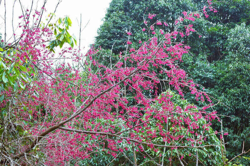 Hoa to day mang ve dep hoang so, lang man va la bieu tuong mua xuab cua dong bao dan toc H' Mong noi reo cao. Anh: Nhat Minh