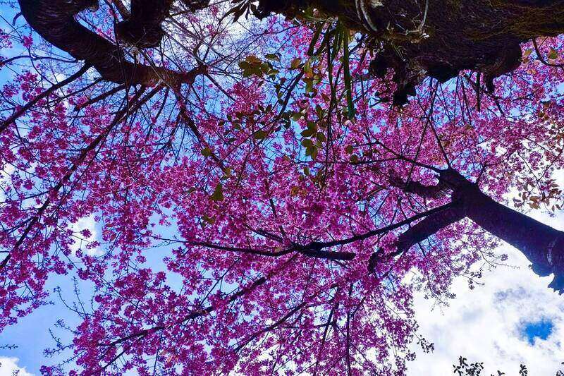 Hoa to day da bat dau bung no tren nui doi ban Nam Nghep, xa Ngoc Chien. Anh: Nhat Minh