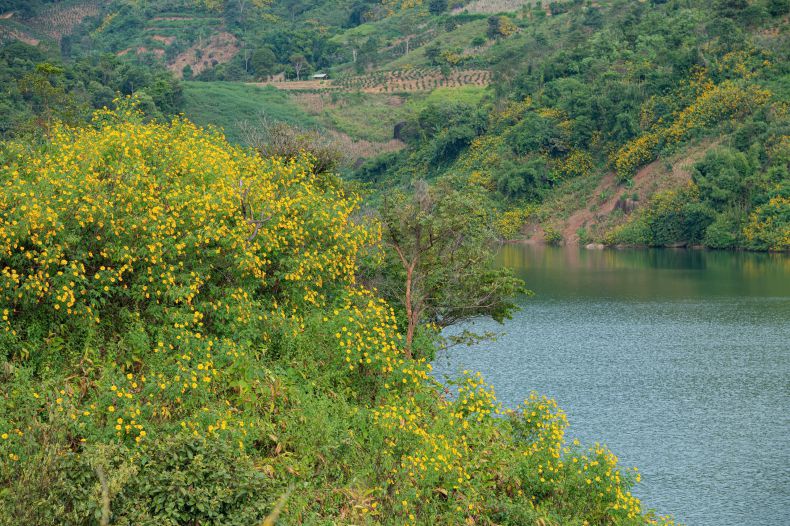 Wild sunflower colors dye the hillsides of Nam Khau Hu lake, Thanh Nua commune (Dien Bien). Photo: Hai Dang