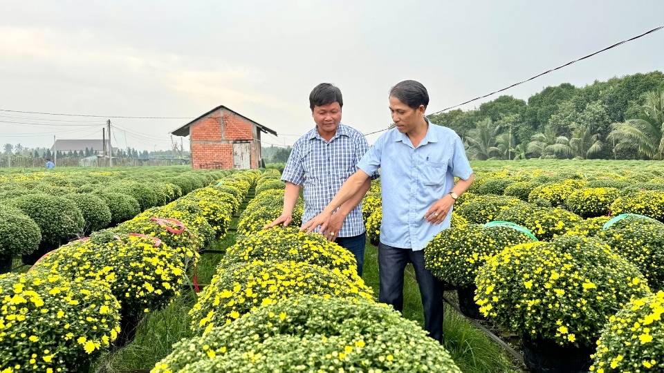 Cho Lach gardeners sell early about 100,000 pots of chrysanthemum mums to the market, serving the decorative needs of the New Year holiday. Photo: Hoang Loc