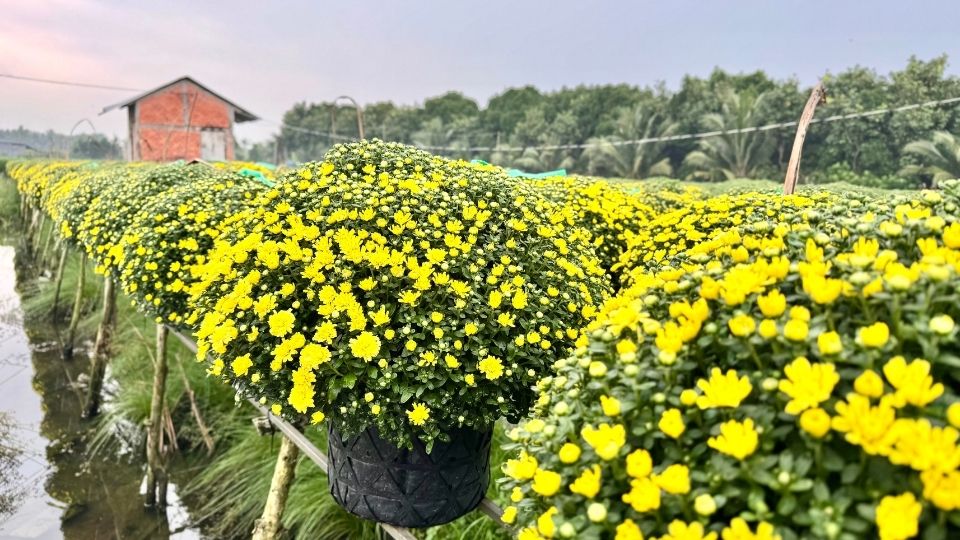 Cuc mam xoi tai lang hoa Cho Lach duoc nha vuon thu hoach, phuc vu nhu cau trang tri dip Tet Duong lich. Anh: Hoang Loc