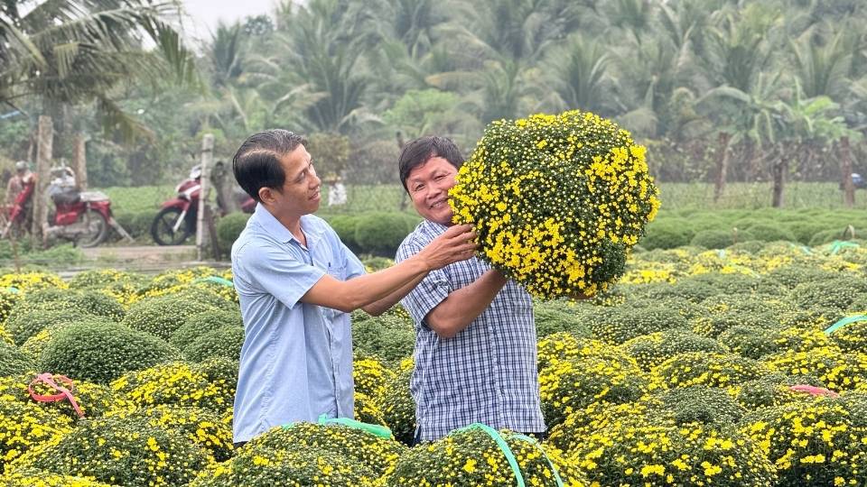 Nha vuon Cho Lach tat bat chon loc cuc mam xoi xuat ban som phuc vu thi truong Tet Duong lich. Anh: Hoang Loc