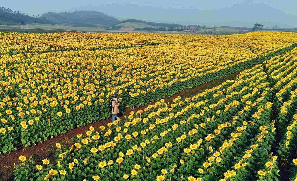 Canh dong hoa huong duong nam o Nong truong 19.5 thuoc dia phan xa Nghia Lam, cach trung tam Vinh, Nghe An khoang 70 km. Anh: Tuyen Parafu