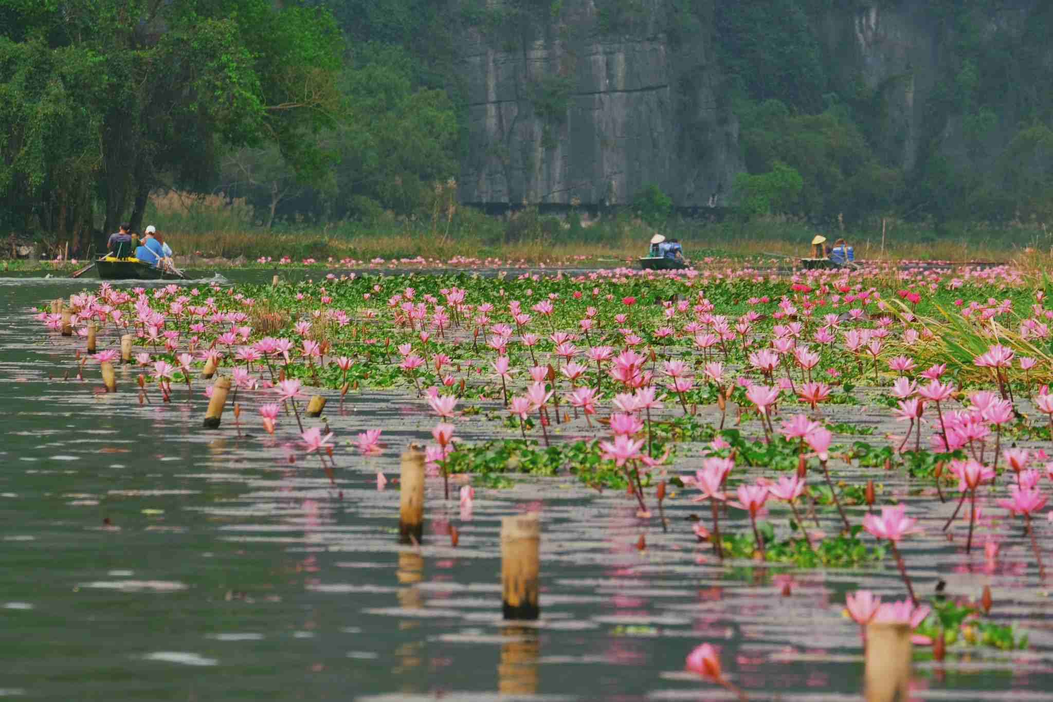 Ngoi thuyen ngam hoa sung no o Tam Coc - Bich Dong, Ninh Binh cuoi thang 12. Anh: Tuyen Parafu