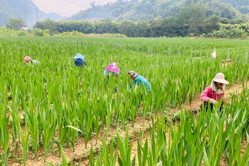 Vuon hoa lay on phuc vu Tet cua anh Luu Van Quang, ban Panh, phuong Chieng An. Anh: Truong Son