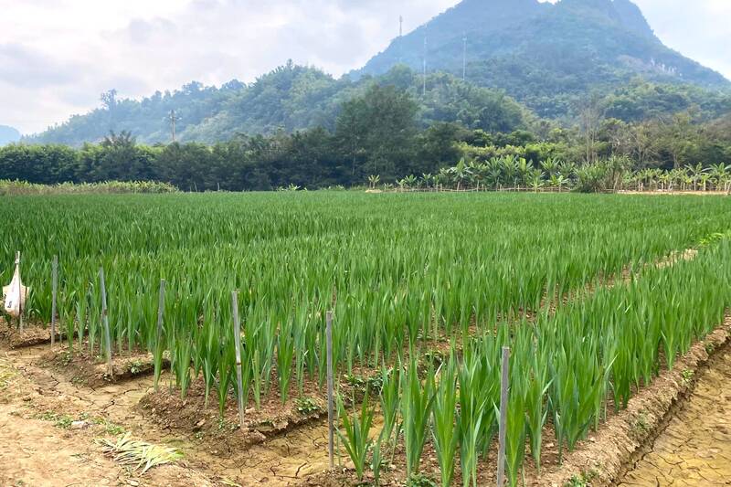 Vuon hoa lay on trong phuc vu dip tet tai ban Panh, phuong Chieng An. Anh: Truong Son