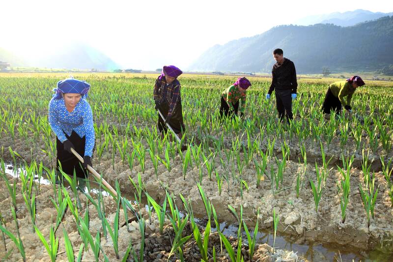 Nguoi dan ban Luot, xa Ngoc Chien cham soc hoa lay on. Anh: Truong Son