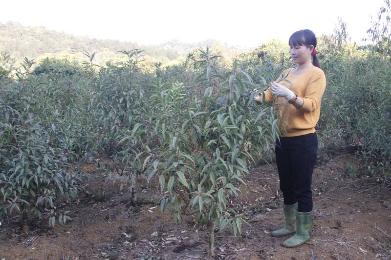 Nguoi dan ban Na Ha 2, xa Chieng Mung cham soc dao Tet. Anh: Truong Son