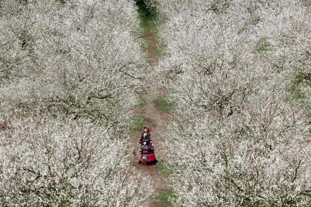 Moc Chau dang buoc vao mua hoa no ro. Anh: Trung Hai