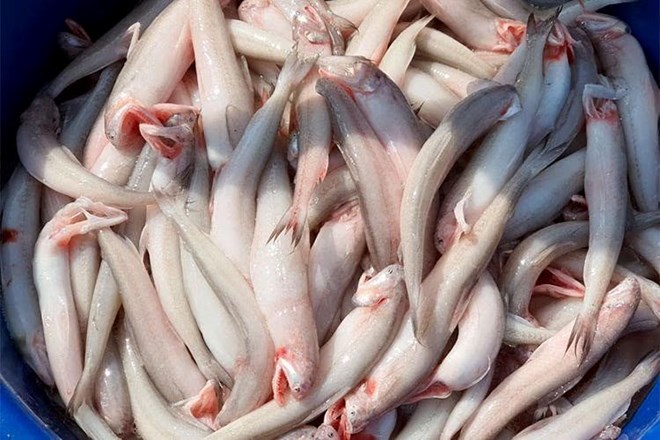 5 sardines samples discovered at Ha Tinh market containing toxic formol. Photo: Hoang Anh.