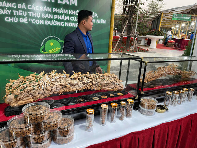 Khoi nghiep tu tri thuc, bao ton tu goc re, voi cay Hoang dan tuyet Lang Son co nguy co tuyet chung cao tai Viet Nam - mot loai cay ban dia quy hiem nhom IA voi mo hinh uom giong khoa hoc: nghien cuu bai ban, nhan giong ben vung, bao ton loai gen quy thanh nien tre khoi nghiep tao ra nhung san pham my nghe tu go Hoang dan, ngoai ra con co tram huong, vong tay voi mui thom rieng dac biet. Anh: Ngoc Mai 