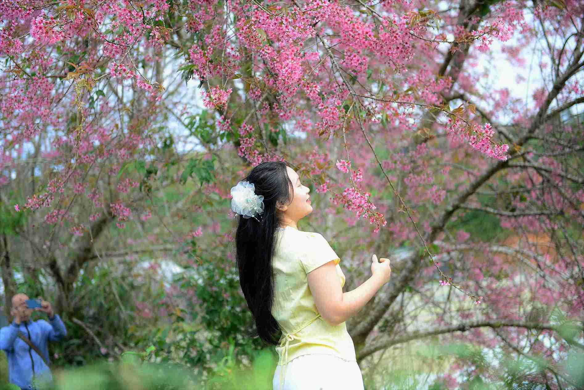 Mai anh dao tren doi che Cau Dat, phuong Xuan Truong - Da Lat, dong loat bung no, nhuom sac hong lang man. Anh: Phuc Khanh 