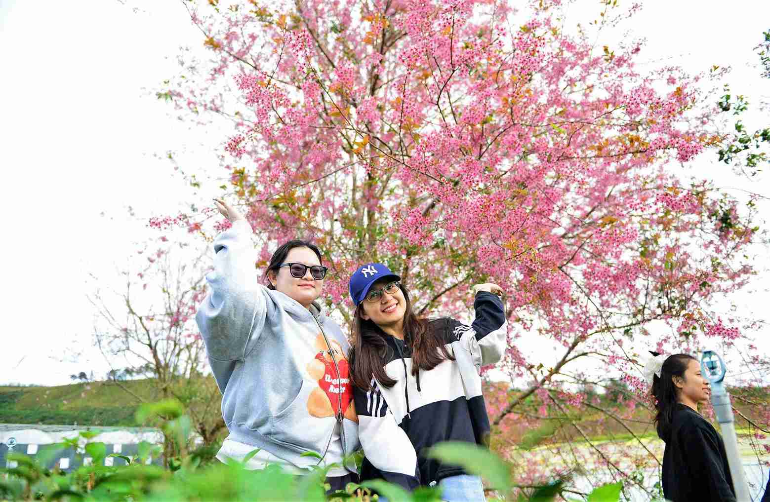Cherry blossoms bloom profusely, covering the pink color at Cau Dat tea hill (Xuan Truong ward - Da Lat). Photo: Phuc Khanh