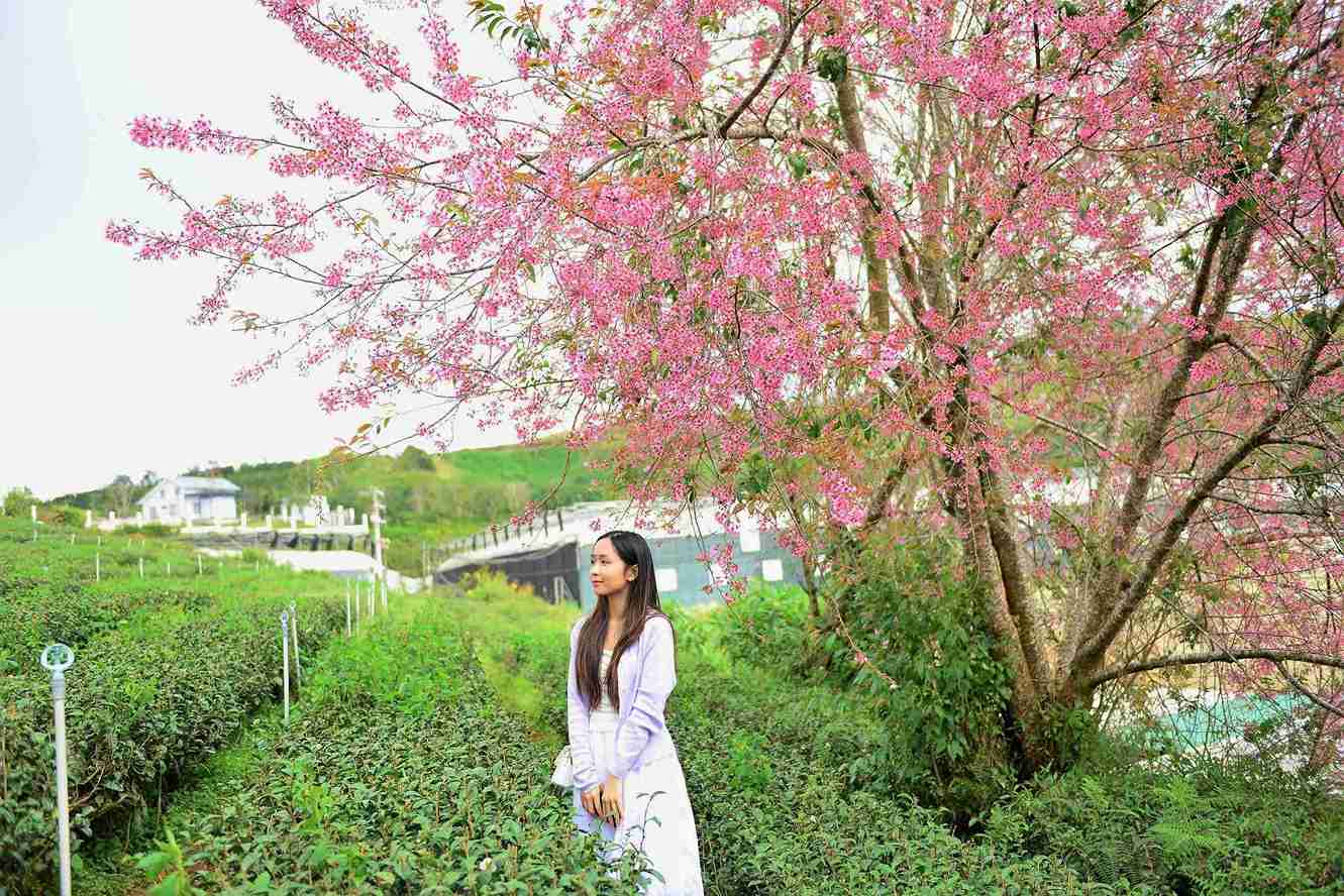 Mot du khach dam minh trong khong gian lang man cua mai anh dao dang no ro tran ngap sac hong. Anh: Phuc Khanh 