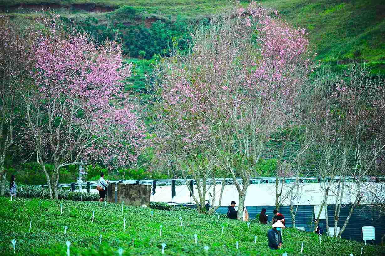 Mai anh dao bung no ket hop nhung luong che xanh muot ben duoi tao nen khong gian lang man, lam du khach thich thu. Anh: Phuc Khanh 