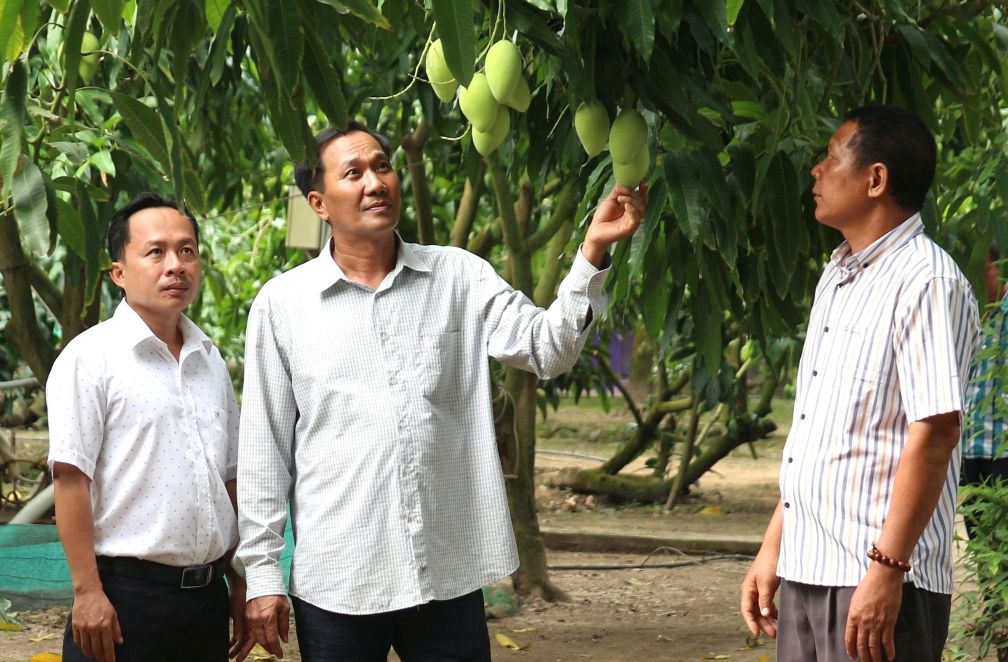 Vung chuyen canh xoai xuat khau tai Cu Lao Dung cho co hoi mo rong thi truong khi cau Dai Ngai 2 ket noi thong suot. Anh: Thach Hong