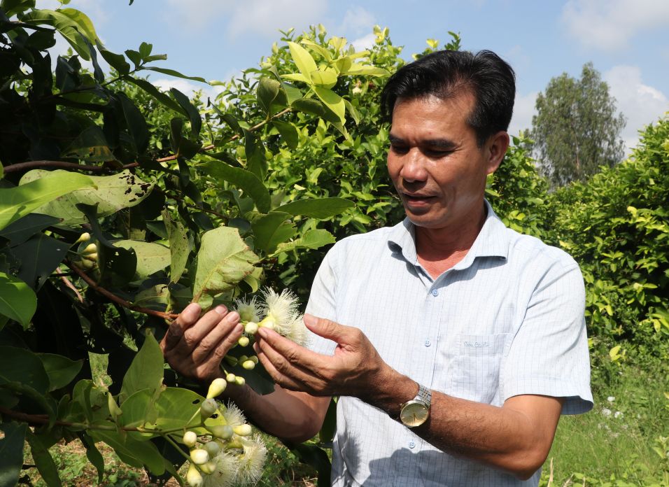 Mo hinh trong man hong huu co ket hop du lich nong nghiep cua Cong ty TNHH San Tien tai Cu Lao Dung. Anh: Phuong Anh