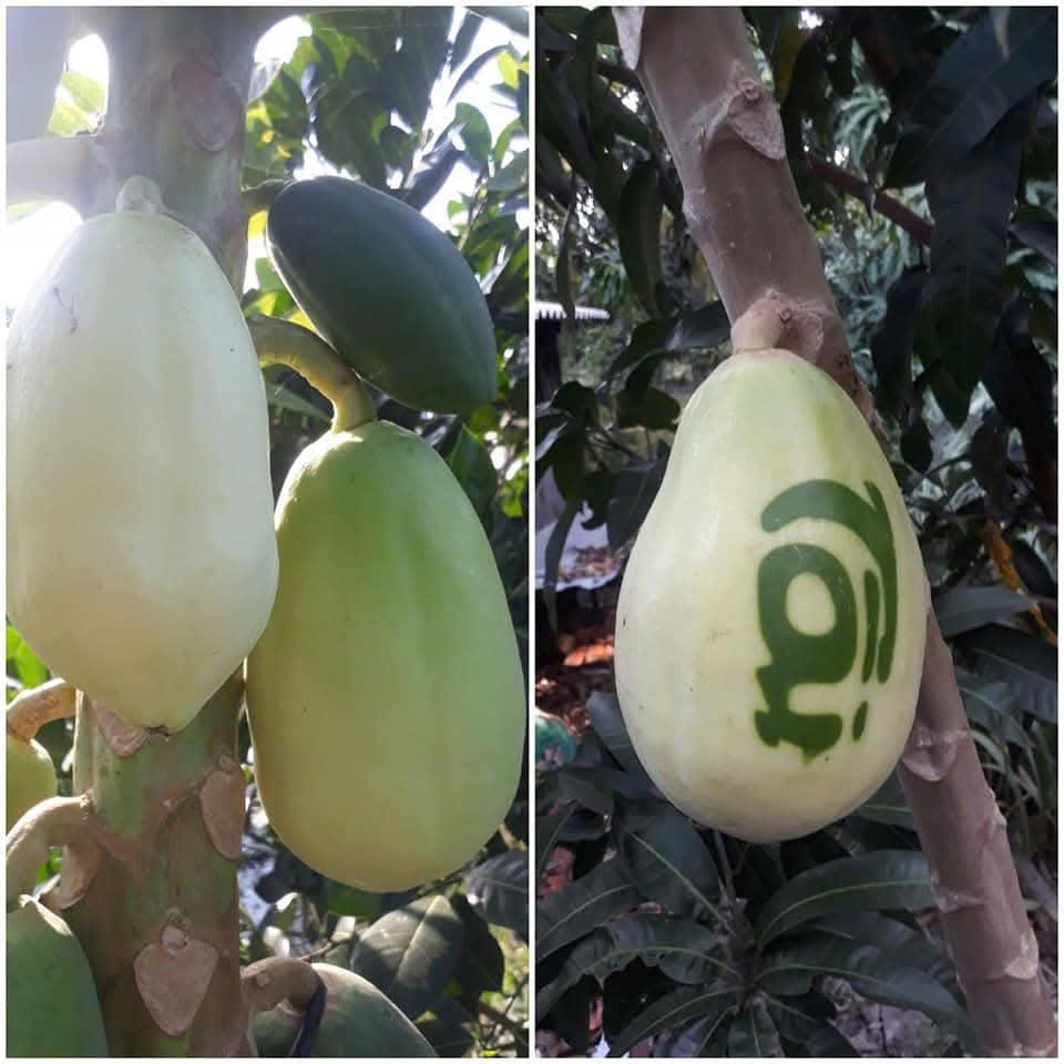 Nhieu loai trai cay duoc tao hinh bat mat. Anh: NVCC