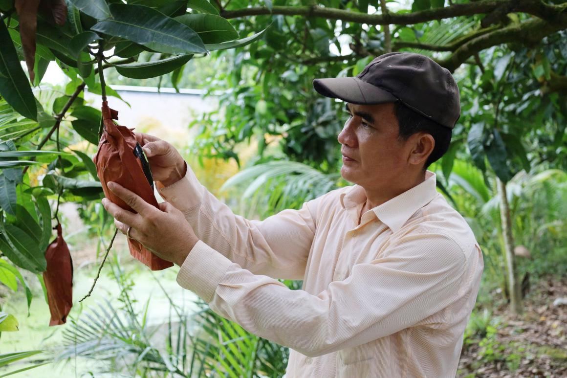 Anh Bui Van Thuc hien anh dang tap trung tuyen chon va bao trai xoai, dua, du du de chuan bi cho khau in chu phuc vu Tet. Anh: Ta Quang