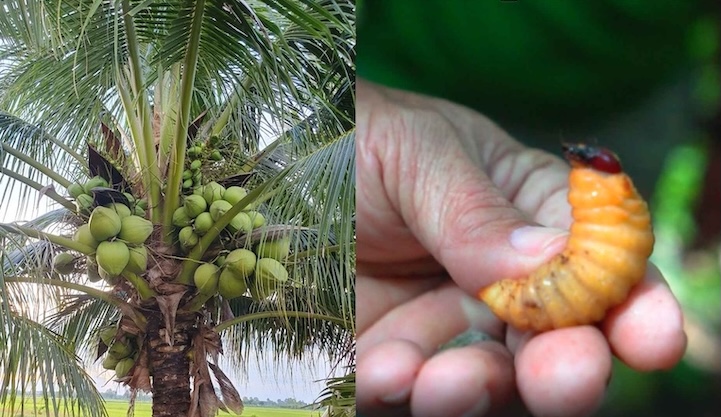 The Ministry of Agriculture and Environment responds to information on being allowed to breed coconut lizards. Graphics: Phuong Thao