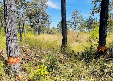 Rung bi xam hai, mat dan, co quan chuc nang van dang do dac, kiem dem khoi luong va tim thu pham. Anh: Hien Tran 