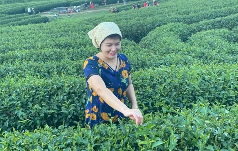 고산지대에서 차 수확은 2024년 양력 설 연휴 동안 흥미로운 경험 중 하나입니다. 사진: 쩐오안