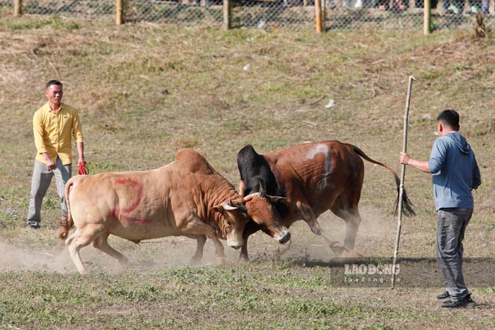 Attractive bull fighting festival in Dien Bien at the end of the year. Photo: Quang Dat