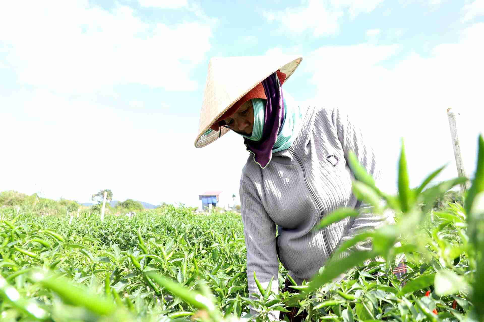 Nguoi dan xa Quang Phu dang vao vu thu hoach ot vua duoc mua, duoc gia. Anh: Phuc Khanh