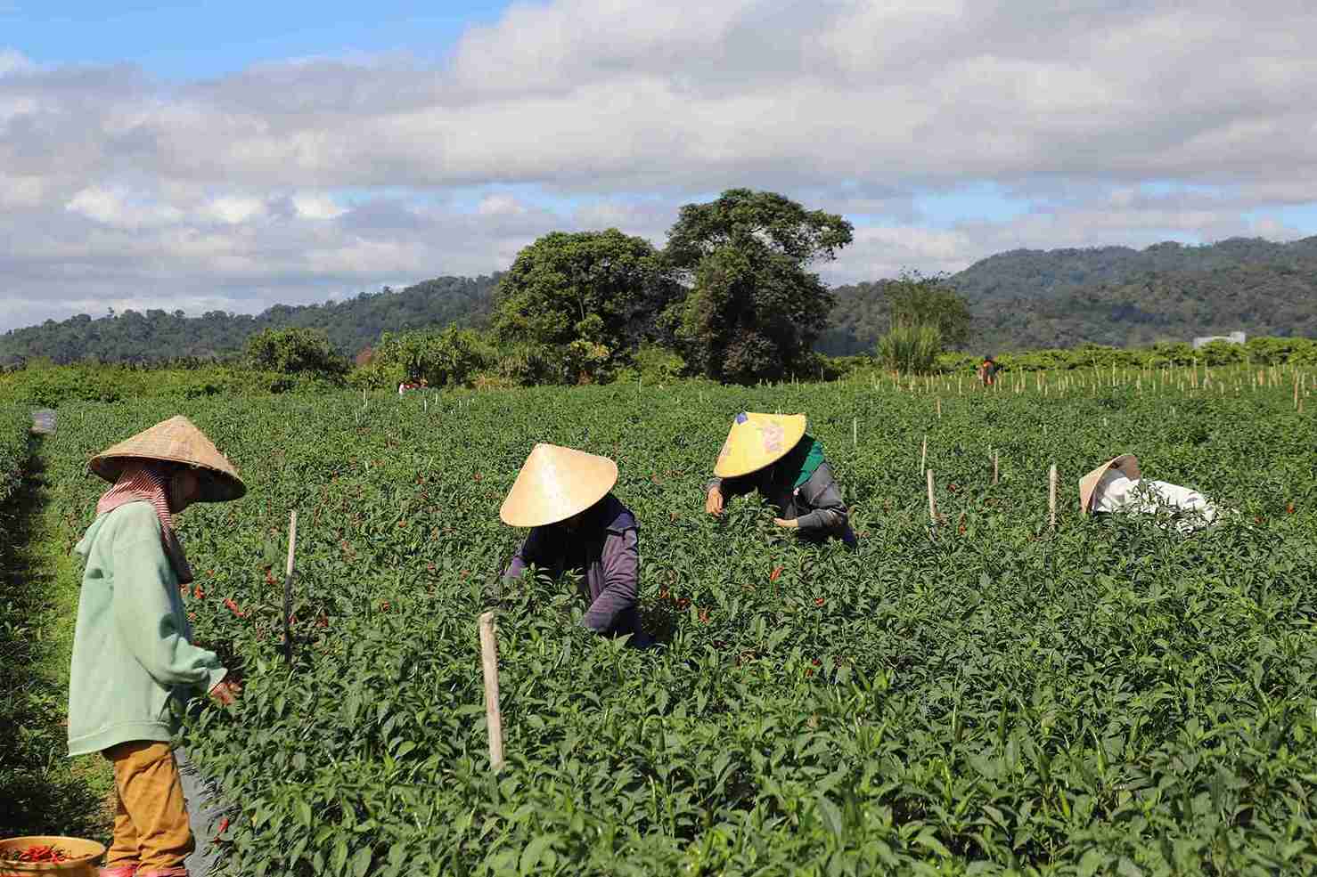 Chili prices increase sharply, farmers in Quang Phu commune (Lam Dong) get big hits. Photo: Phuc Khanh