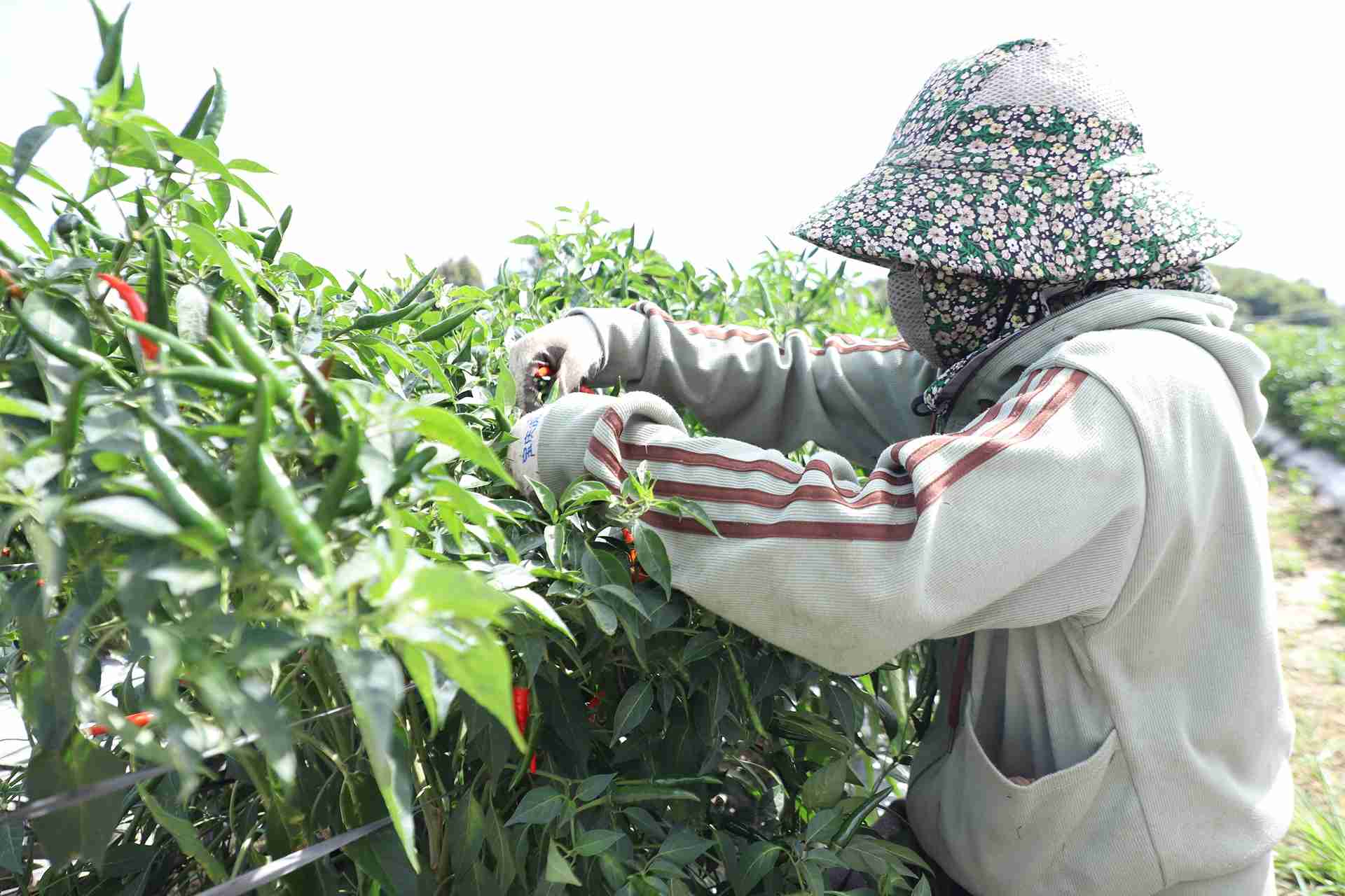 Hien nay, gia ot tai xa Quang Phu dang duoc ban voi gia 140.000 dong/kg - gap 3 den 4 lan so voi nhung nam truoc. Anh: Phuc Khanh