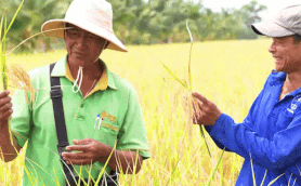 Farmer Ho Dac Kien has a bumper rice crop