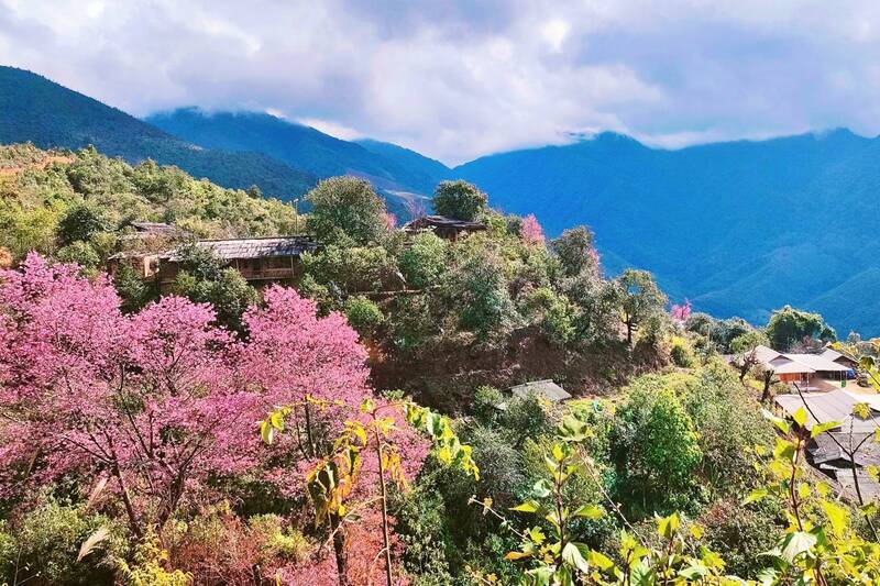 Hoa to day no ro tren nui rung ban Nam Nghep, xa Ngoc Chien. Anh: Nhat Minh