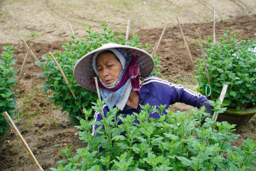 Los agricultores de Da Nang estan inquietos por la temporada de flores de Tet. Foto: Tran Thi