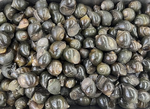 When processed properly, stuffed snails will be an effective source of omega-3 supplements. Photo: Kieu Vu